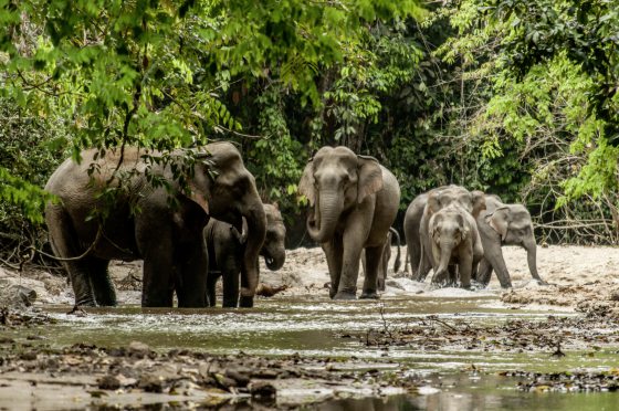 The Habitat Foundation-Enhance awareness and participate in conservation efforts to make ecological protection a shared responsibility of society-15