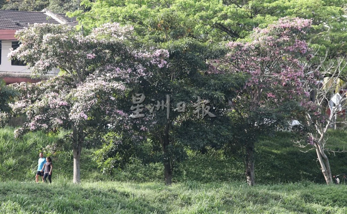 星角摄:“大马樱花”风铃木盛开