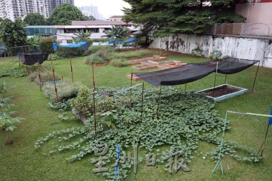 吉隆坡沙叻秀华小迎来“校宠”,从养兔子开始为学生种下爱护动物的心