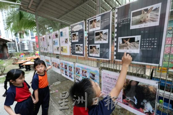 吉隆坡沙叻秀华小迎来“校宠”,从养兔子开始为学生种下爱护动物的心