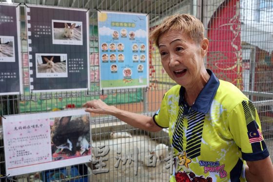 吉隆坡沙叻秀华小迎来“校宠”,从养兔子开始为学生种下爱护动物的心