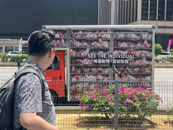 地狱运鸡车巡游隆市!直面肉食代价:多一份素食,让鸡少一分痛若