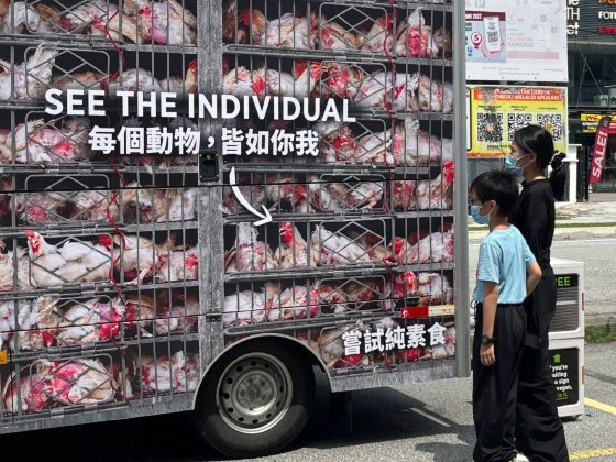 地狱运鸡车巡游隆市!直面肉食代价:多一份素食,让鸡少一分痛若