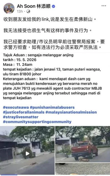 强烈谴责!从Kopi到小黄狗,虐杀生命何时终结?
