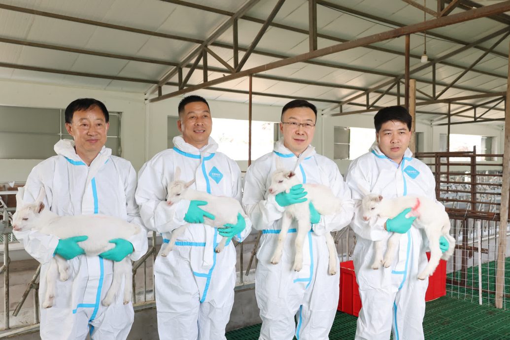 拚盘/中国首次成功批量克隆超高产奶山羊