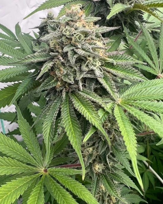持逾24公斤大麻等毒品 电召车司机坐牢30年鞭25下