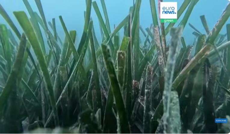 绿量 海草:应对气候变化的秘密武器 希腊试点生态系泊抗锚害