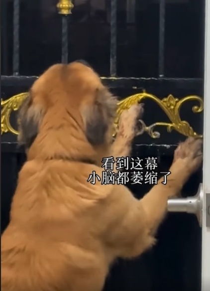 视频|宠物狗前爪被卡嗷嗷惨叫 消防大阵仗救援引邻里围观