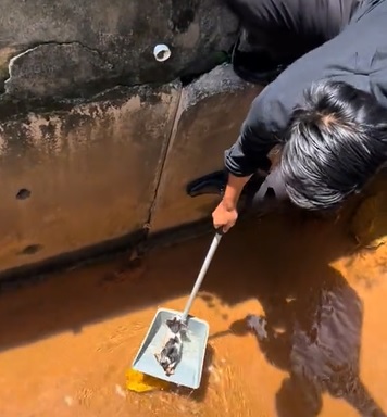 视频|面试途中跳沟渠救猫! 男子不怕弄脏西装先当“蜘蛛侠”