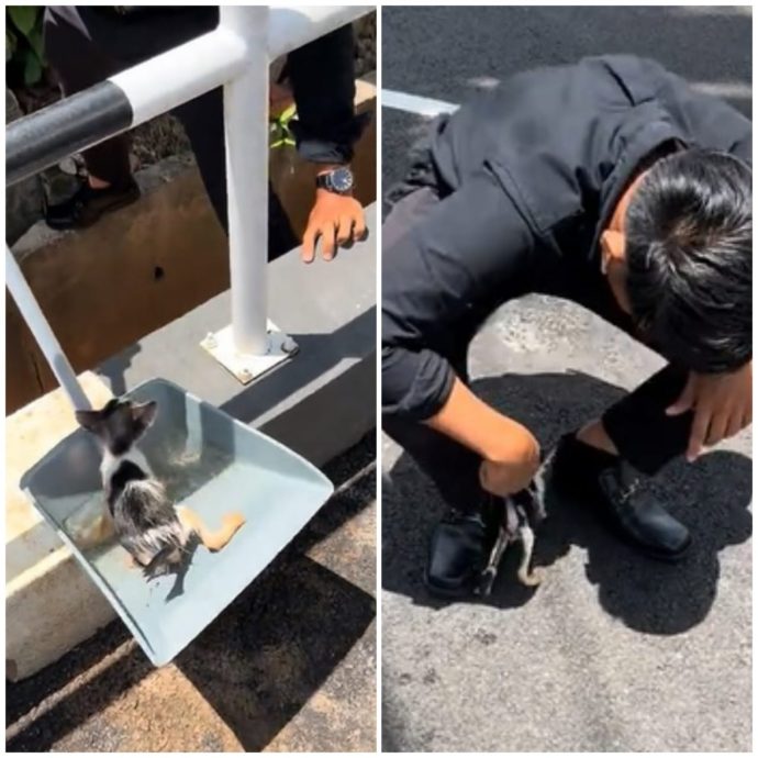 视频|面试途中跳沟渠救猫! 男子不怕弄脏西装先当“蜘蛛侠”