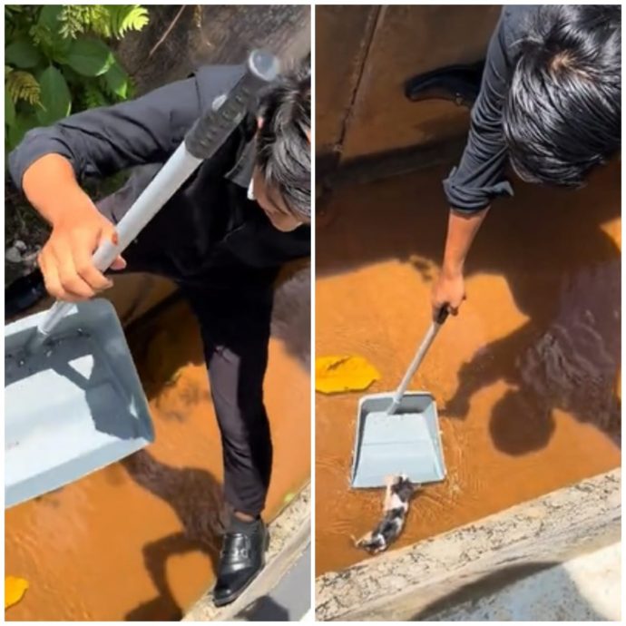 视频|面试途中跳沟渠救猫! 男子不怕弄脏西装先当“蜘蛛侠”