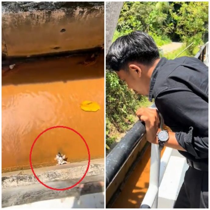 视频|面试途中跳沟渠救猫! 男子不怕弄脏西装先当“蜘蛛侠”