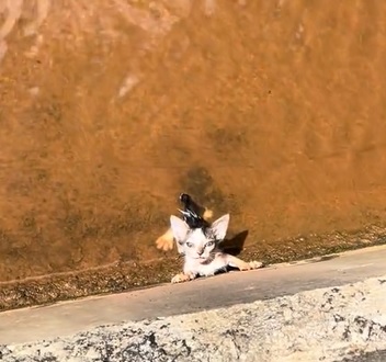 视频|面试途中跳沟渠救猫! 男子不怕弄脏西装先当“蜘蛛侠”