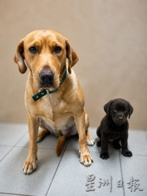 (已签发)全国:首本土育搜救犬“BRAVE”亮相 倪可敏:首座K9繁育中心未来可出口