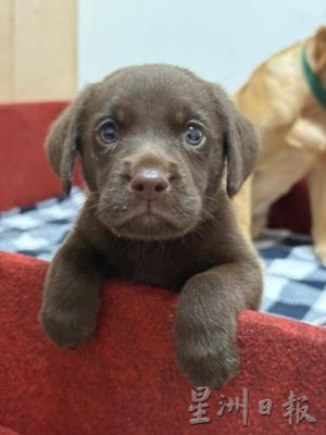 (已签发)全国:首本土育搜救犬“BRAVE”亮相 倪可敏:首座K9繁育中心未来可出口