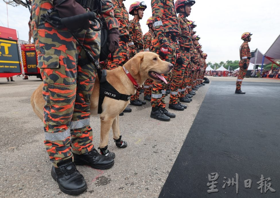 (已签发)全国:首本土育搜救犬“BRAVE”亮相 倪可敏:首座K9繁育中心未来可出口