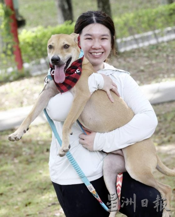 给菜狗一次被爱的机会:“Meet and Greet”人狗相亲,为浪犬找新家