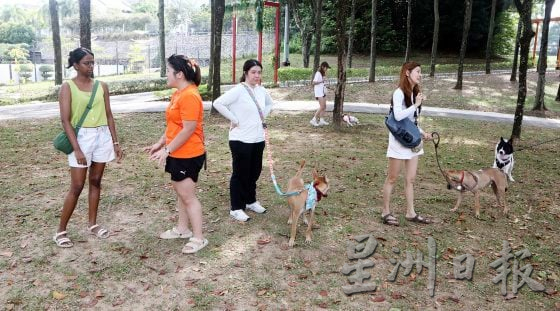 给菜狗一次被爱的机会:“Meet and Greet”人狗相亲,为浪犬找新家