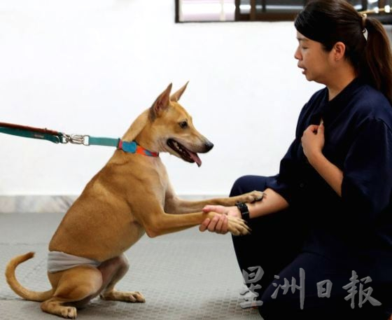 中途之家用爱心与时间,陪浪犬等一个家