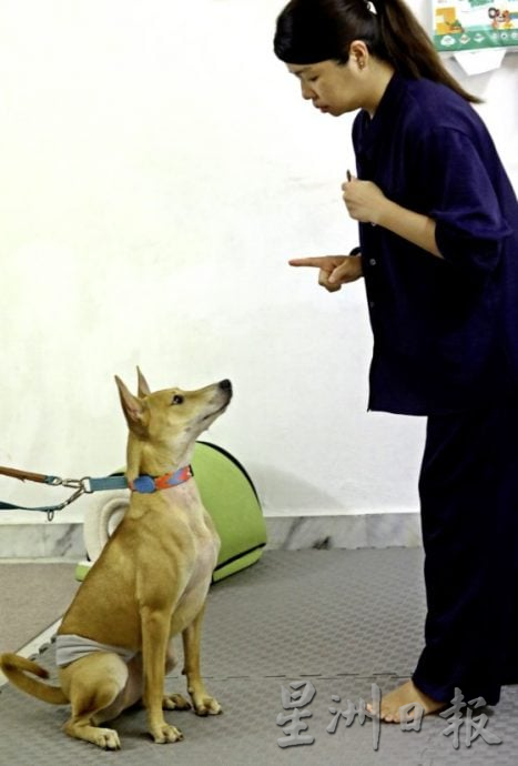 中途之家用爱心与时间,陪浪犬等一个家