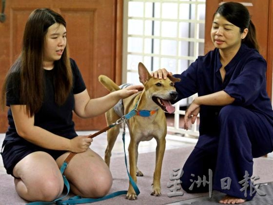 中途之家用爱心与时间,陪浪犬等一个家