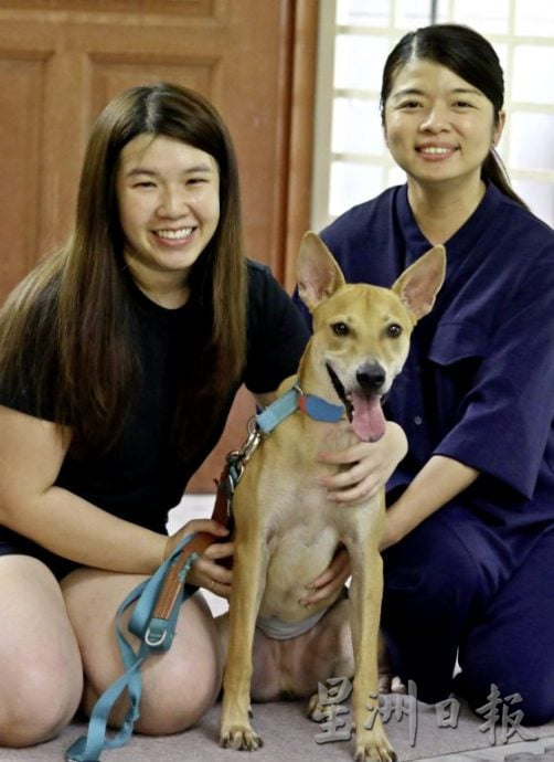 中途之家用爱心与时间,陪浪犬等一个家