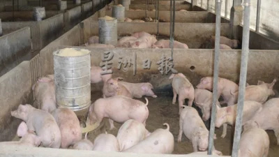 Pork supply sufficient despite drop in pig farms, says Mohamad Sabu