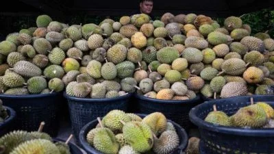 Premium-grade durian carted away by machete-wielding robbers from orchard in Jasin