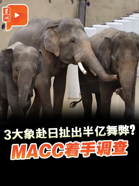 百格｜3象赴日扯出半亿舞弊？MACC着手调查