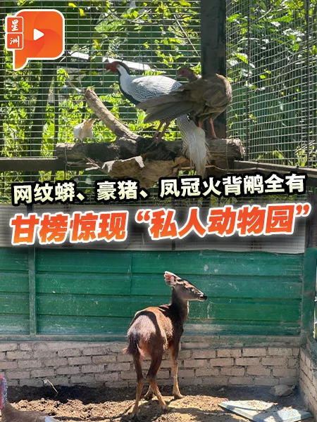 百格｜非法饲养凤冠火背鹇豪猪 沙巴充公9野生动物查57岁男