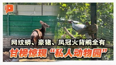 百格｜非法饲养凤冠火背鹇豪猪 沙巴充公9野生动物查57岁男