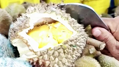 Durian prices crash to 50 sen each as oversupply hits market