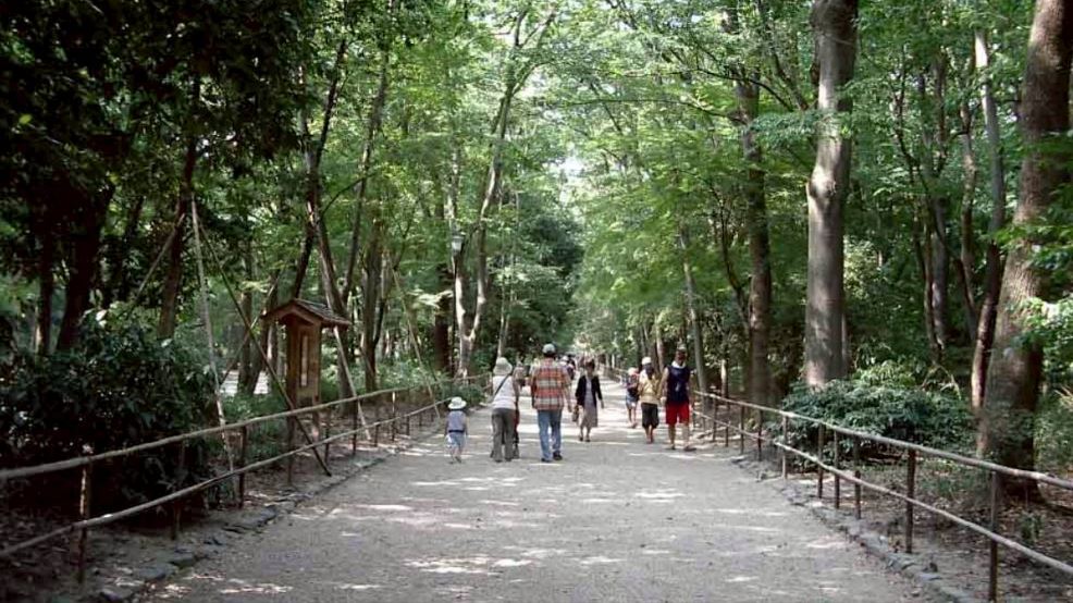 世界遗产京都下鸭神社神木倒塌 树龄达450年