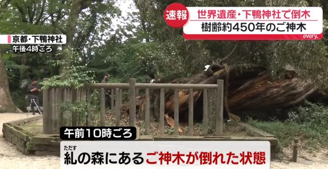 世界遗产京都下鸭神社神木倒塌 树龄达450年