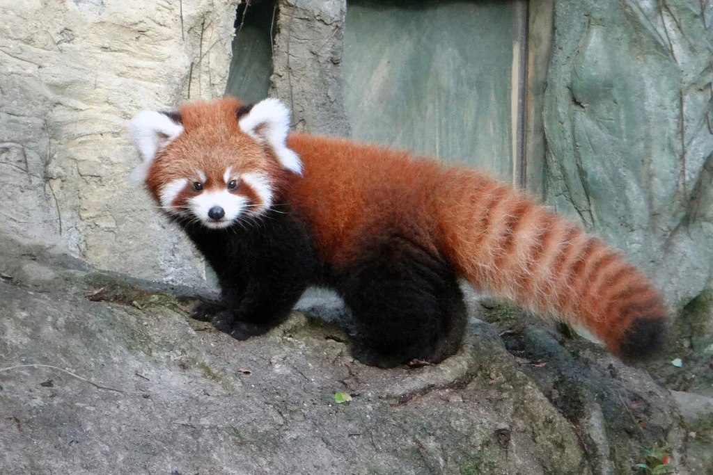 北市动物园小猫熊“奇奇”抵新 助力域外保育
