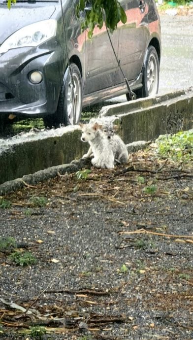 抓2幼犬弃路边沟渠! 男子残忍行为被监控拍下