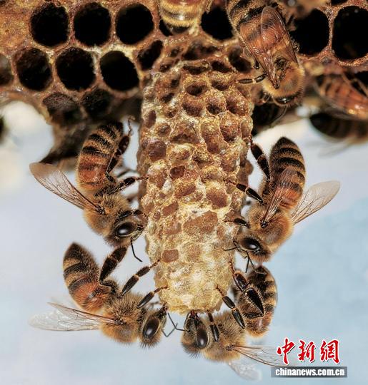 拼盘/蜜蜂王国新发现:蜂后拥有专属“王室建筑师”打造巢室