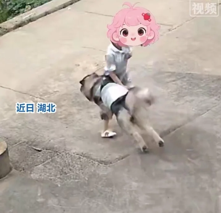 视频|57公斤阿拉斯加“飞扑”女主人! 热情过头竟把她撞倒在地