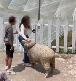 视频|反复捏扯羊毛还拍打羊身 女子疑虐待绵羊遭网轰