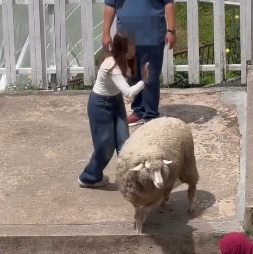视频|反复捏扯羊毛还拍打羊身 女子疑虐待绵羊遭网轰