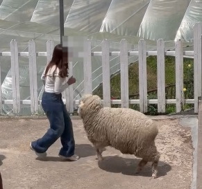 视频|反复捏扯羊毛还拍打羊身 女子疑虐待绵羊遭网轰