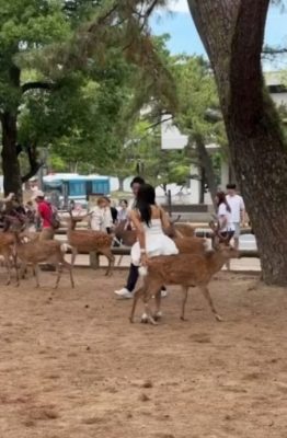 视频|硬骑奈良鹿还反复弹跳拍照 白衣女子被轰凌虐:它曾车祸脚受伤