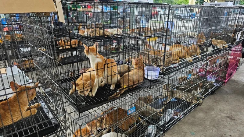 越南警方破偷猫团伙解救逾400猫 动物福利组织赞果断行动