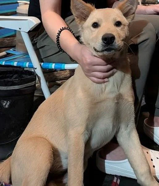 迪兰/我狗狗是雄性的也要绝育吗?