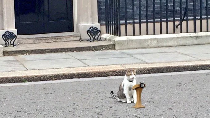 送走6任首相!英国首席捕鼠大臣“拉里”在等新仆人放饭
