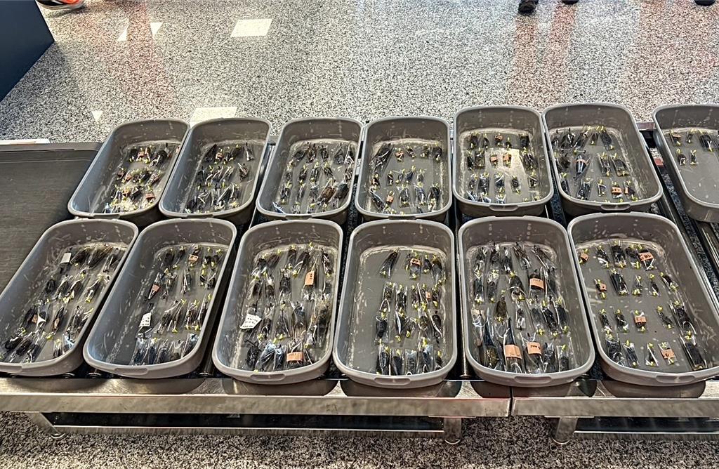 随身行李藏248只活甲虫 金门小三通旅客闯关失败