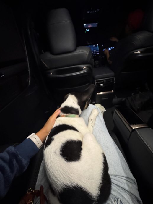 靠网民与警方协助抓捕偷狗贼 饲主寻回失窃三周的幼犬