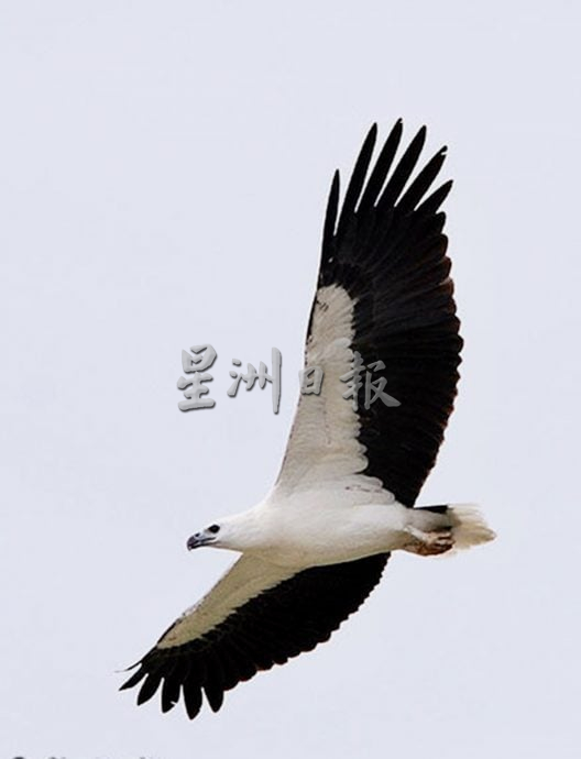 NS(刊期6月2日)星角摄|候鸟归来时 人间也该团圆