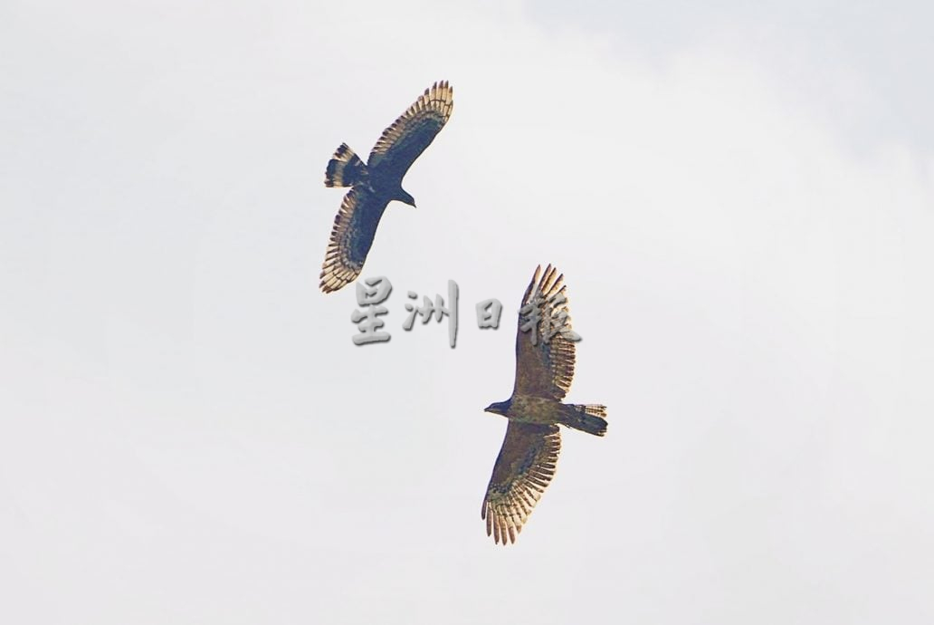 NS(刊期6月2日)星角摄|候鸟归来时 人间也该团圆