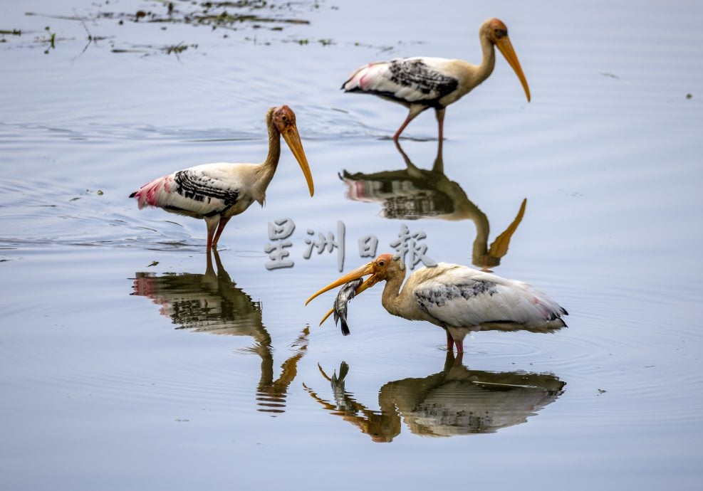 星角摄/蓄水池成“鸟界自助餐厅” 百鸟闻“鱼”而来觅食